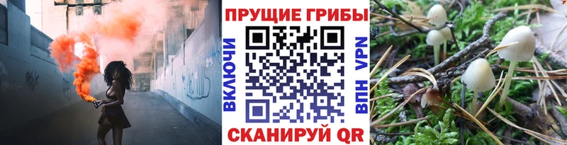 МЕГА   Новодвинск  Псилоцибиновые грибы Psilocybine cubensis 